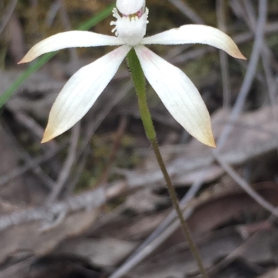 Caladenia ustulata (Brown Caps) at Bruce, ACT - 18 Oct 2016 by Nige