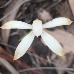 Caladenia ustulata at Point 5829 - 18 Oct 2016