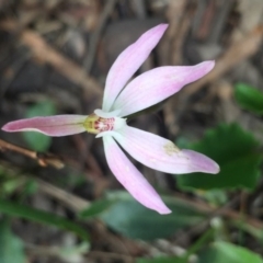 Caladenia carnea (Pink Fingers) at Bruce, ACT - 18 Oct 2016 by Nige