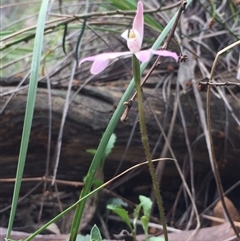 Caladenia carnea at Point 5829 - suppressed