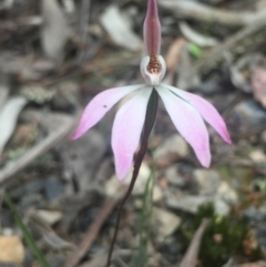 Caladenia fuscata (Dusky Fingers) at Bruce, ACT - 18 Oct 2016 by Nige