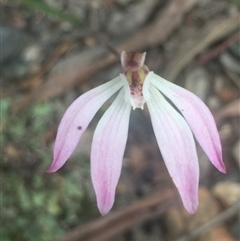 Caladenia fuscata at Point 5829 - suppressed