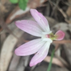 Caladenia sp. at O'Connor, ACT - 18 Oct 2016 by Nige