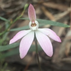 Caladenia sp. at Point 5829 - suppressed