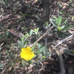 Hibbertia obtusifolia at O'Connor, ACT - 18 Oct 2016 03:04 PM