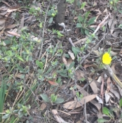 Hibbertia obtusifolia at O'Connor, ACT - 18 Oct 2016 03:04 PM