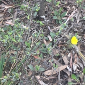 Hibbertia obtusifolia at O'Connor, ACT - 18 Oct 2016 03:04 PM