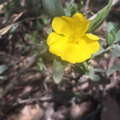 Hibbertia obtusifolia (Grey Guinea-flower) at O'Connor, ACT - 18 Oct 2016 by Nige