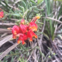 Grevillea alpina (Mountain Grevillea / Cat's Claws Grevillea) at O'Connor, ACT - 18 Oct 2016 by Nige