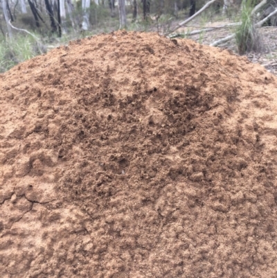Nasutitermes exitiosus (Snouted termite, Gluegun termite) at Bruce Ridge - 18 Oct 2016 by Nige