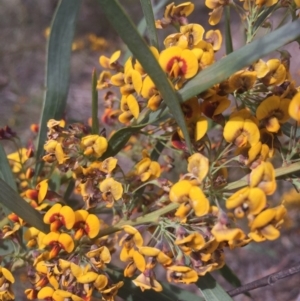 Daviesia leptophylla at O'Connor, ACT - 18 Oct 2016