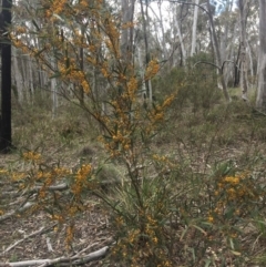 Daviesia leptophylla at O'Connor, ACT - 18 Oct 2016