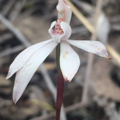 Caladenia fuscata (Dusky Fingers) at O'Connor, ACT - 18 Oct 2016 by Nige