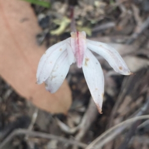 Caladenia fuscata at O'Connor, ACT - 18 Oct 2016