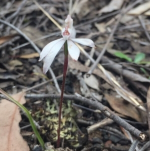 Caladenia fuscata at O'Connor, ACT - 18 Oct 2016