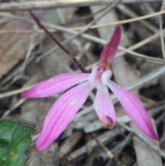 Caladenia fuscata (Dusky Fingers) at O'Connor, ACT - 18 Oct 2016 by Nige