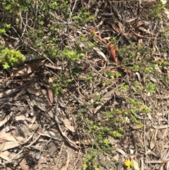 Pultenaea procumbens at O'Connor, ACT - 18 Oct 2016