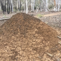 Nasutitermes exitiosus (Snouted termite, Gluegun termite) at O'Connor, ACT - 18 Oct 2016 by Nige