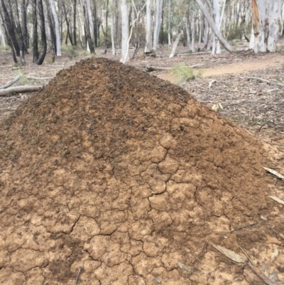 Nasutitermes exitiosus (Snouted termite, Gluegun termite) at Bruce Ridge - 18 Oct 2016 by Nige