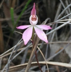 Caladenia fuscata (Dusky Fingers) at O'Connor, ACT - 18 Oct 2016 by Nige