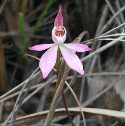 Caladenia fuscata (Dusky Fingers) at O'Connor, ACT - 18 Oct 2016 by Nige