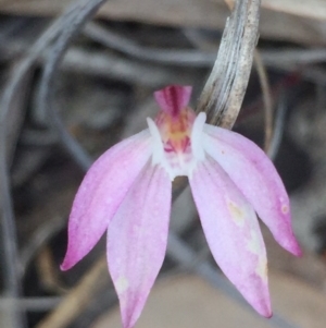 Caladenia fuscata at O'Connor, ACT - 18 Oct 2016