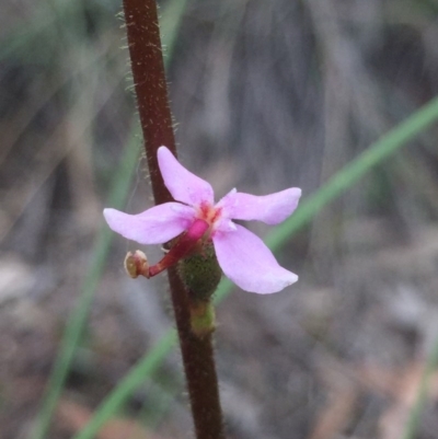 Stylidium (genus) (Trigger Plant) at O'Connor, ACT - 18 Oct 2016 by Nige