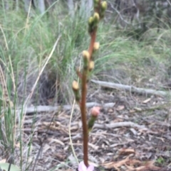 Stylidium (genus) at O'Connor, ACT - 18 Oct 2016 03:43 PM