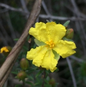 Hibbertia calycina at O'Connor, ACT - 18 Oct 2016