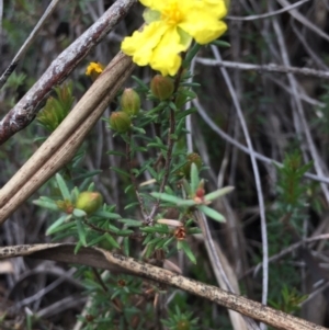 Hibbertia calycina at O'Connor, ACT - 18 Oct 2016