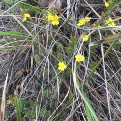 Hibbertia calycina at O'Connor, ACT - 18 Oct 2016