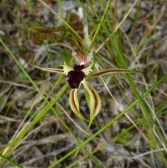 Caladenia atrovespa (Green-comb Spider Orchid) at Mount Painter - 18 Oct 2016 by CathB