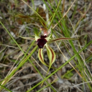 Caladenia atrovespa at Belconnen, ACT - 18 Oct 2016