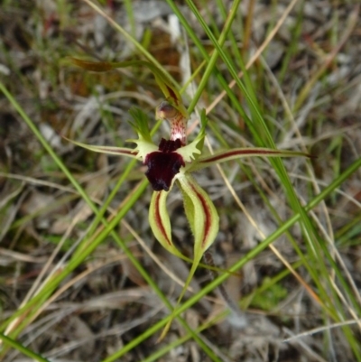Caladenia atrovespa (Green-comb Spider Orchid) at Belconnen, ACT - 18 Oct 2016 by CathB