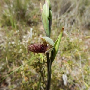 Calochilus platychilus at Cook, ACT - 18 Oct 2016
