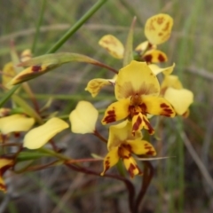 Diuris nigromontana (Black Mountain Leopard Orchid) at Cook, ACT - 7 Oct 2016 by CathB