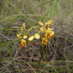 Diuris nigromontana at Cook, ACT - 7 Oct 2016