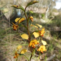 Diuris nigromontana (Black Mountain Leopard Orchid) at Cook, ACT - 11 Oct 2016 by CathB