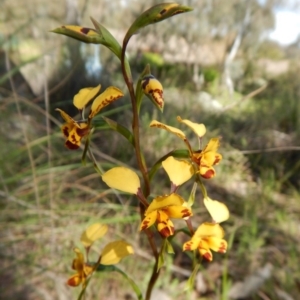 Diuris nigromontana at Cook, ACT - 11 Oct 2016