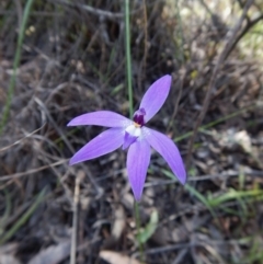 Glossodia major (Wax Lip Orchid) at Cook, ACT - 11 Oct 2016 by CathB