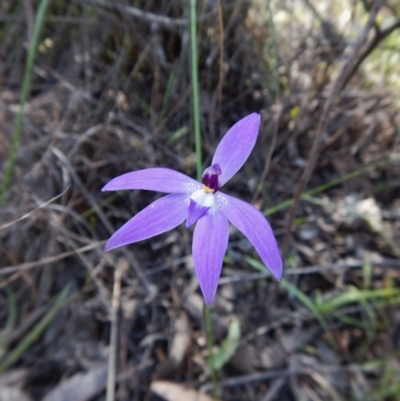 Glossodia major (Wax Lip Orchid) at Cook, ACT - 11 Oct 2016 by CathB