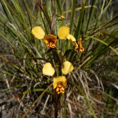 Diuris nigromontana (Black Mountain Leopard Orchid) at Cook, ACT - 11 Oct 2016 by CathB