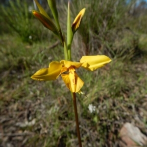 Diuris sp. (hybrid) at Cook, ACT - 28 Sep 2016