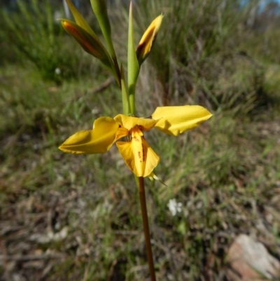 Diuris sp. (hybrid) (Hybrid Donkey Orchid) at Cook, ACT - 28 Sep 2016 by CathB