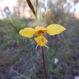 Diuris sp. (hybrid) at Cook, ACT - 28 Sep 2016