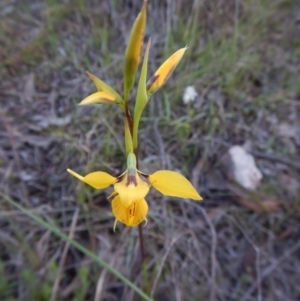 Diuris sp. (hybrid) at Cook, ACT - 28 Sep 2016