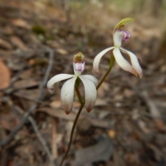Caladenia ustulata (Brown Caps) at Sutton, NSW - 8 Oct 2016 by CathB