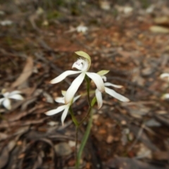 Caladenia ustulata at Sutton, NSW - 8 Oct 2016