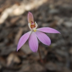 Caladenia carnea (Pink Fingers) at Sutton, NSW - 8 Oct 2016 by CathB