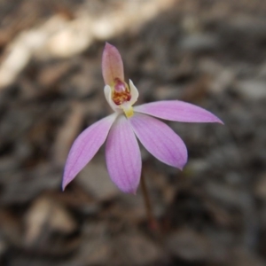 Caladenia carnea at Sutton, NSW - suppressed